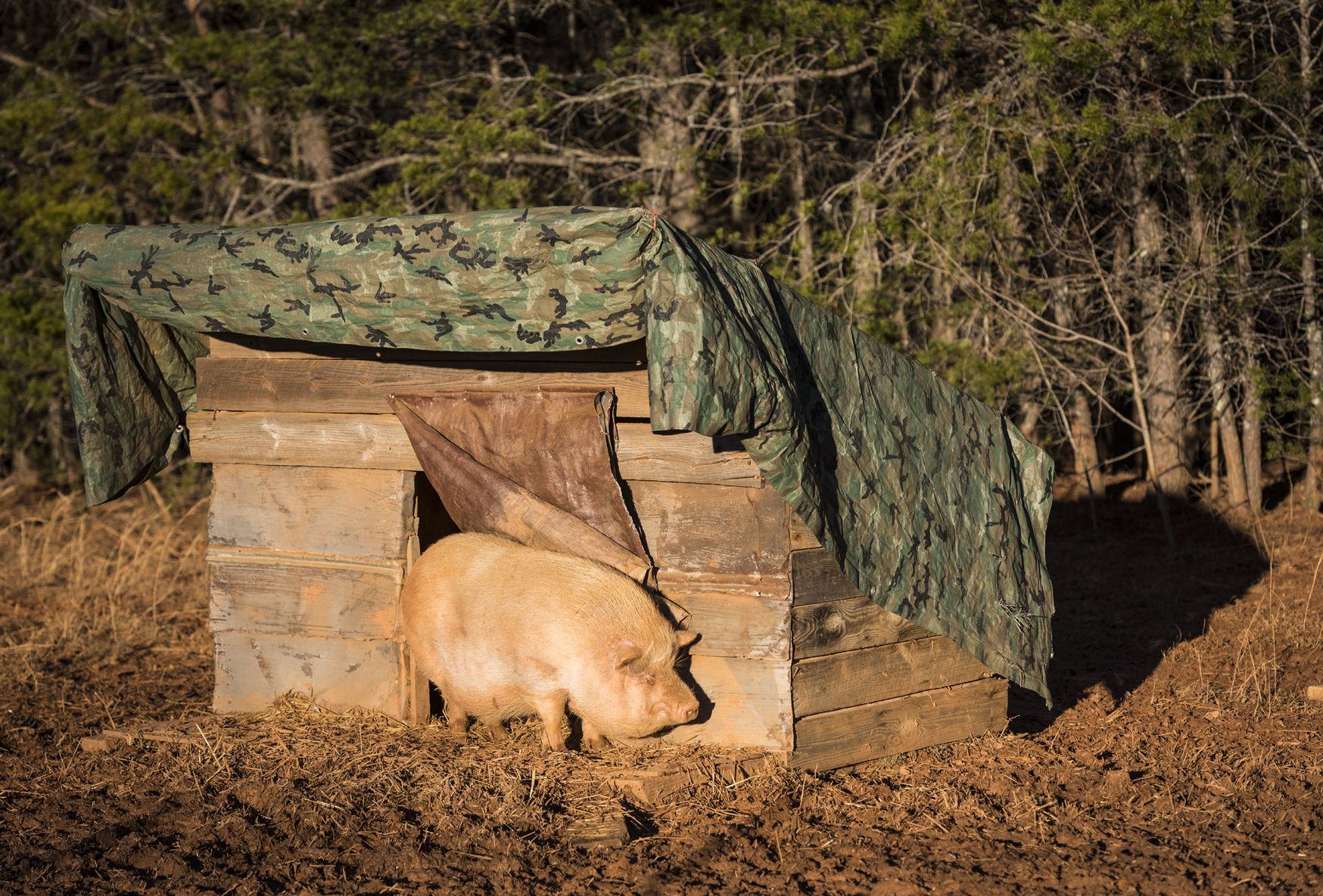 Pigs